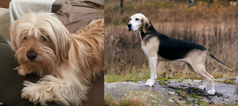 Dunker vs Cyprus Poodle - Breed Comparison