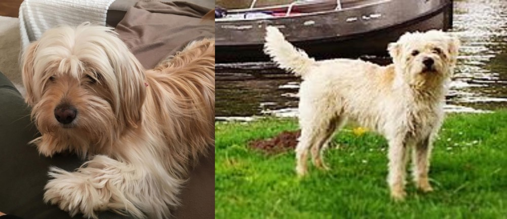 Dutch Smoushond vs Cyprus Poodle - Breed Comparison