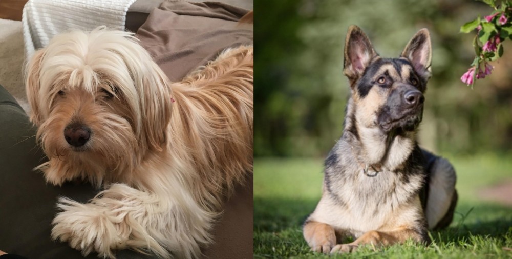 East European Shepherd vs Cyprus Poodle - Breed Comparison
