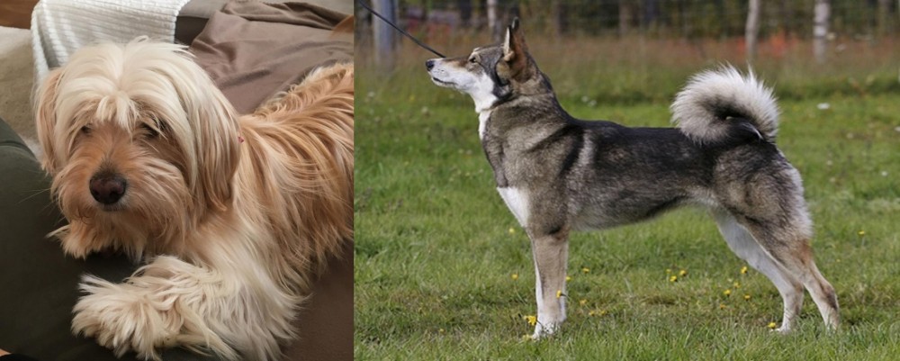 East Siberian Laika vs Cyprus Poodle - Breed Comparison