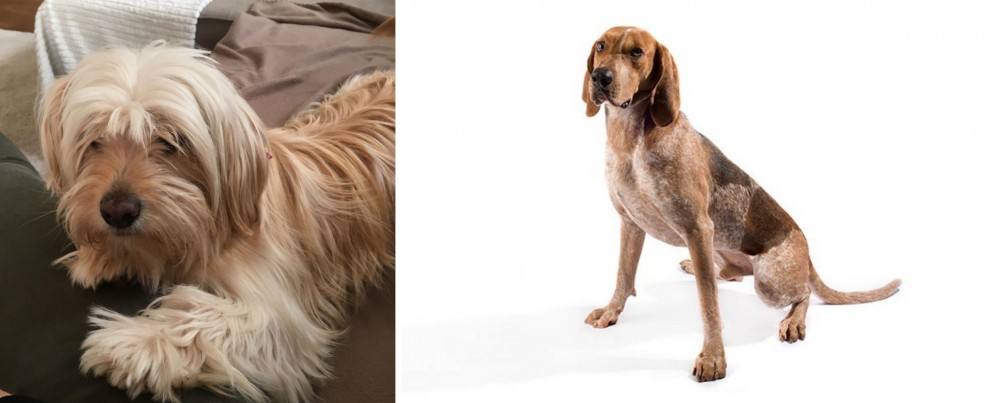 English Coonhound vs Cyprus Poodle - Breed Comparison