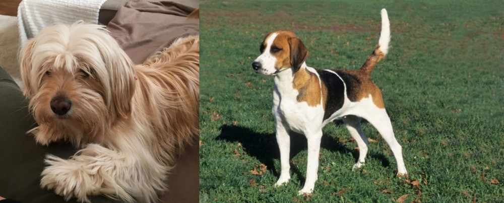 English Foxhound vs Cyprus Poodle - Breed Comparison