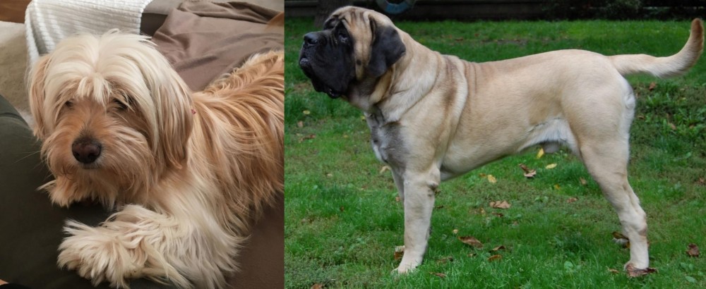 English Mastiff vs Cyprus Poodle - Breed Comparison