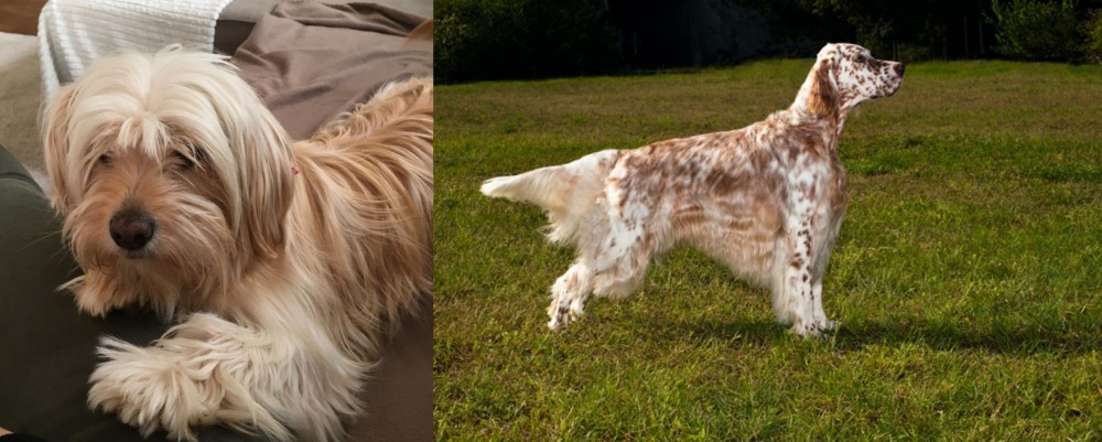 English Setter vs Cyprus Poodle - Breed Comparison