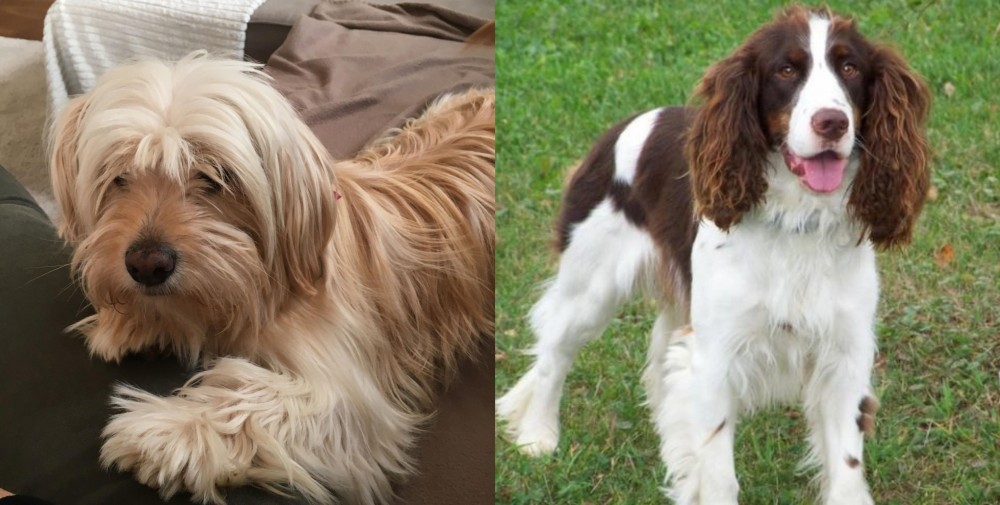English Springer Spaniel vs Cyprus Poodle - Breed Comparison