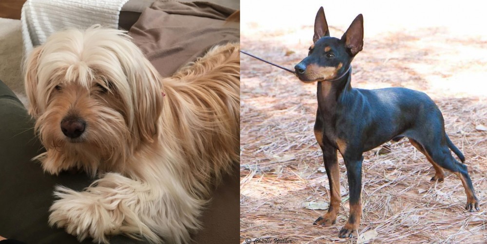 English Toy Terrier (Black & Tan) vs Cyprus Poodle - Breed Comparison