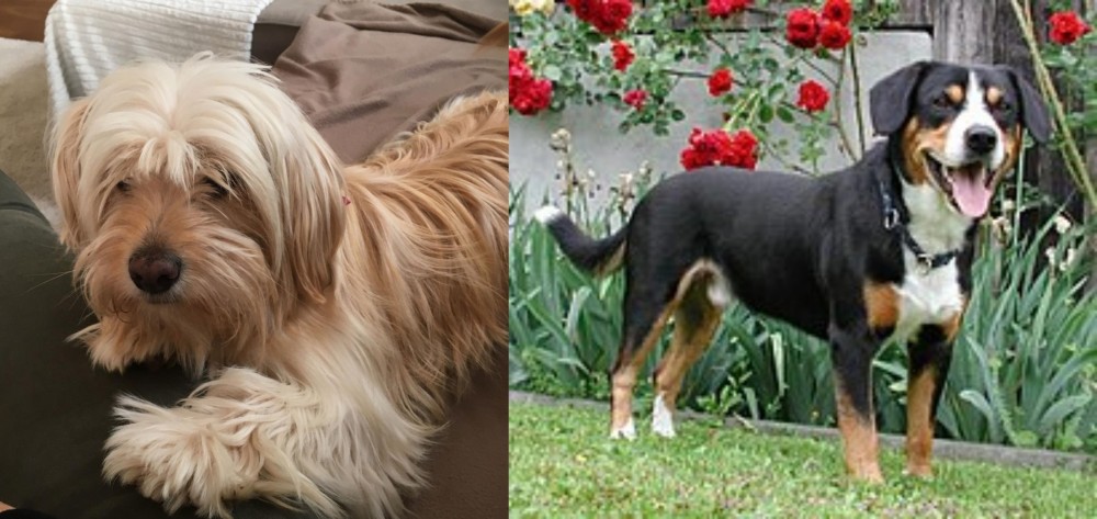 Entlebucher Mountain Dog vs Cyprus Poodle - Breed Comparison