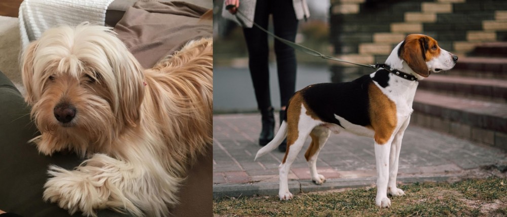Estonian Hound vs Cyprus Poodle - Breed Comparison