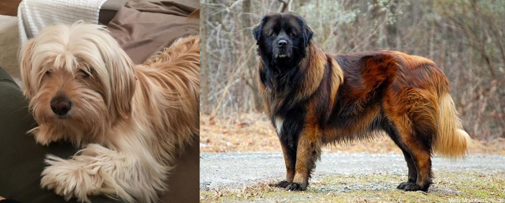 Estrela Mountain Dog vs Cyprus Poodle - Breed Comparison