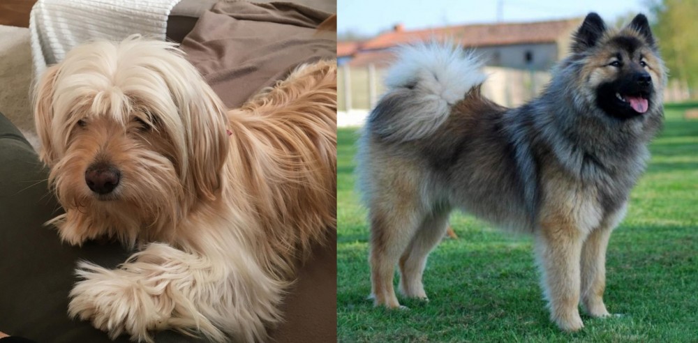 Eurasier vs Cyprus Poodle - Breed Comparison