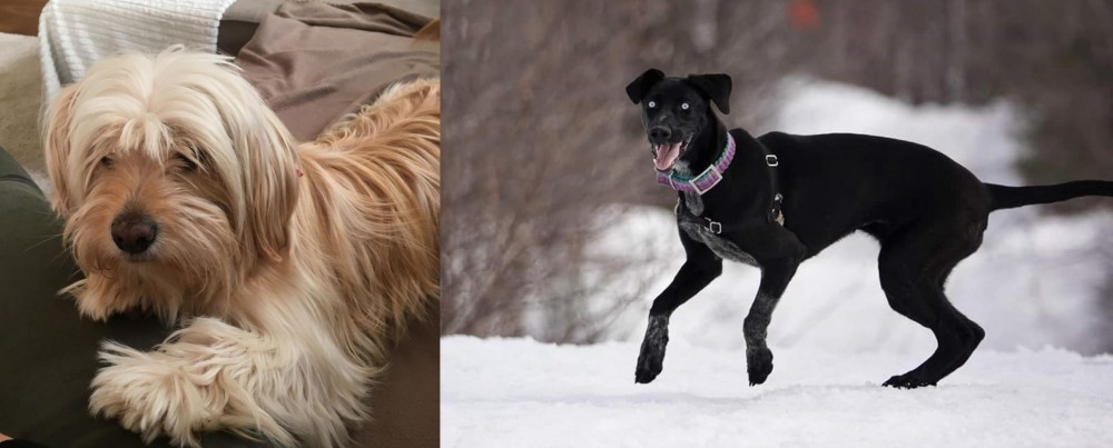 Eurohound vs Cyprus Poodle - Breed Comparison