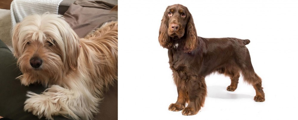 Field Spaniel vs Cyprus Poodle - Breed Comparison