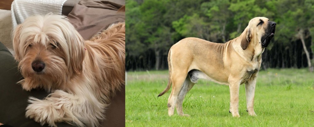 Fila Brasileiro vs Cyprus Poodle - Breed Comparison