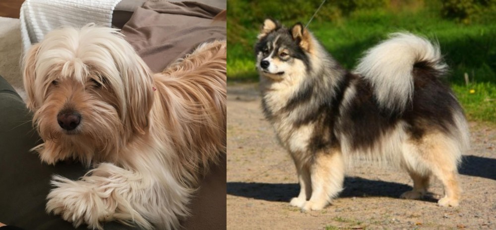 Finnish Lapphund vs Cyprus Poodle - Breed Comparison