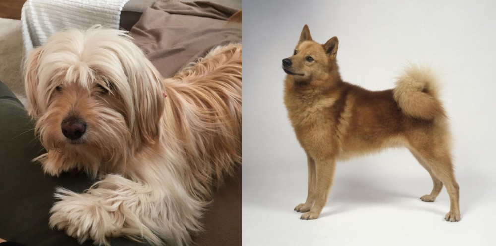 Finnish Spitz vs Cyprus Poodle - Breed Comparison