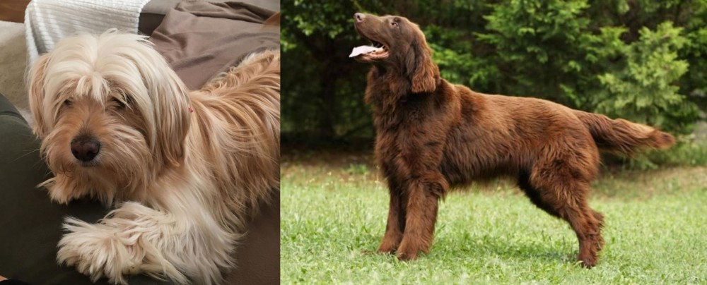 Flat-Coated Retriever vs Cyprus Poodle - Breed Comparison