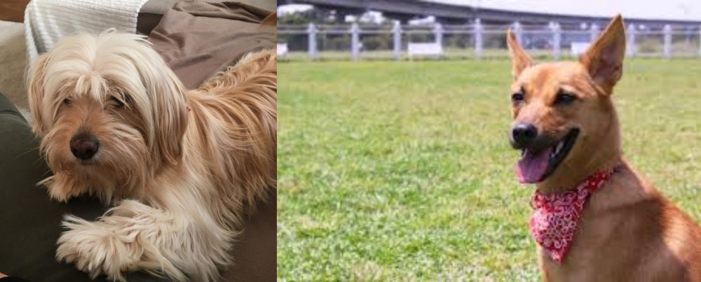 Formosan Mountain Dog vs Cyprus Poodle - Breed Comparison
