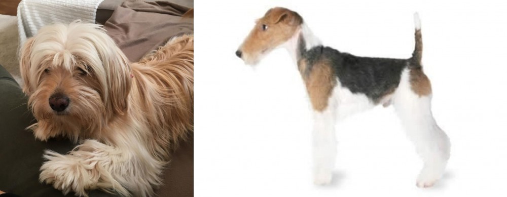 Fox Terrier vs Cyprus Poodle - Breed Comparison