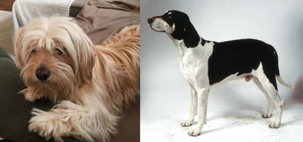 Francais Blanc et Noir vs Cyprus Poodle - Breed Comparison