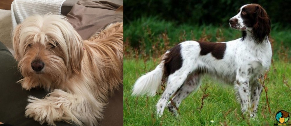 French Spaniel vs Cyprus Poodle - Breed Comparison