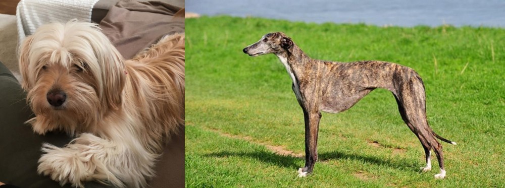 Galgo Espanol vs Cyprus Poodle - Breed Comparison