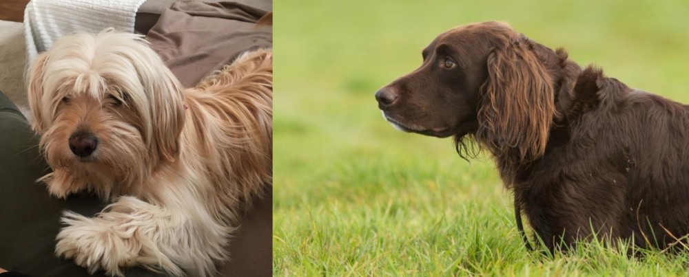 German Longhaired Pointer vs Cyprus Poodle - Breed Comparison
