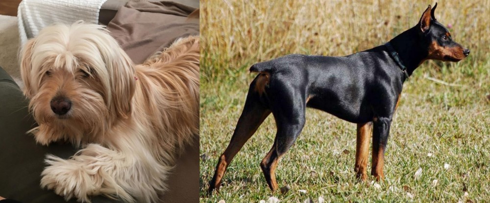 German Pinscher vs Cyprus Poodle - Breed Comparison