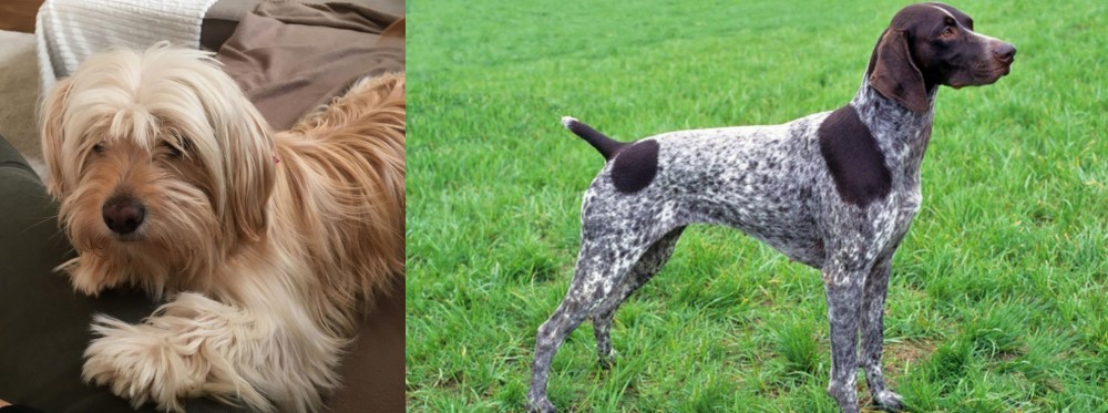 German Shorthaired Pointer vs Cyprus Poodle - Breed Comparison