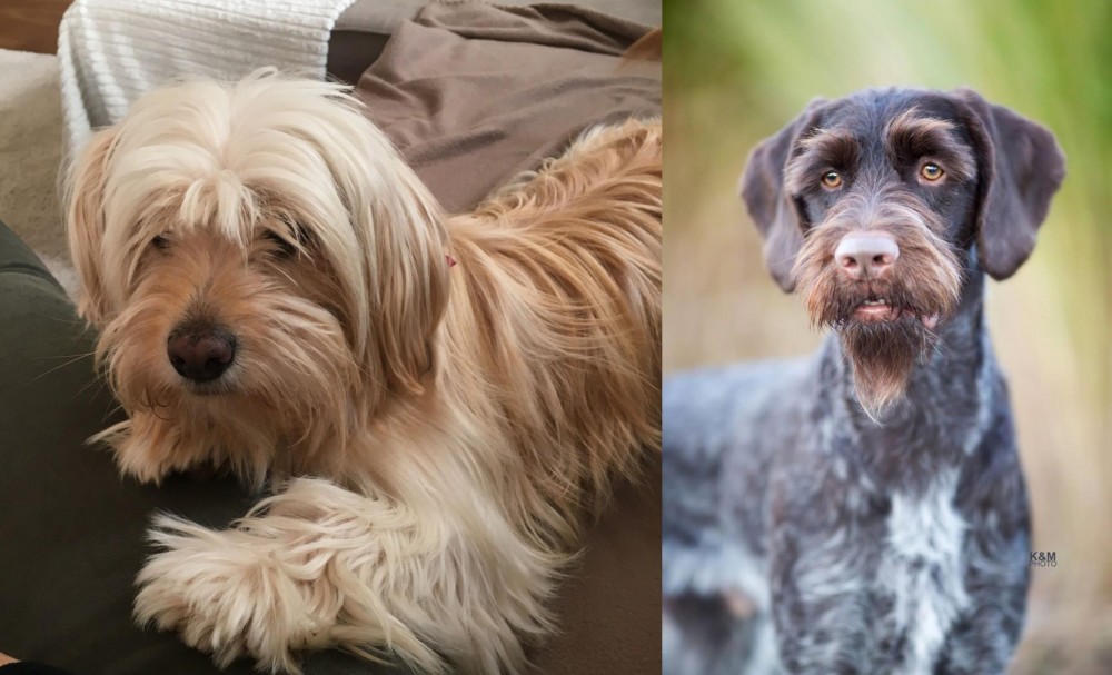 German Wirehaired Pointer vs Cyprus Poodle - Breed Comparison