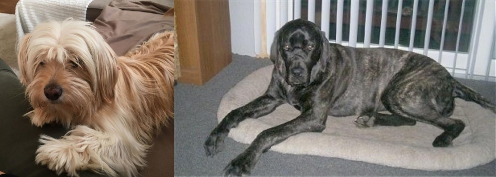 Giant Maso Mastiff vs Cyprus Poodle - Breed Comparison
