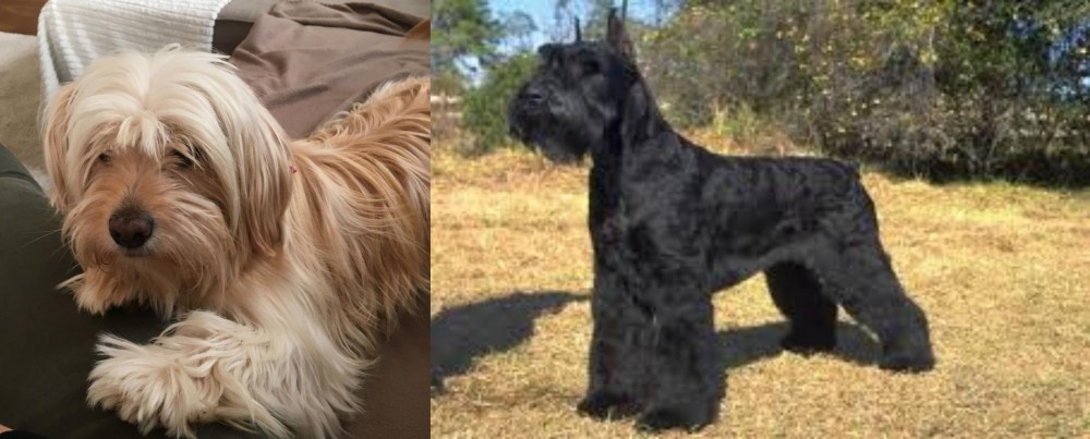 Giant Schnauzer vs Cyprus Poodle - Breed Comparison
