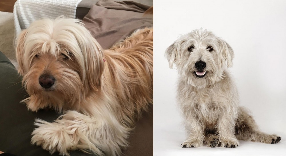 Glen of Imaal Terrier vs Cyprus Poodle - Breed Comparison