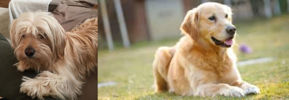 Goldador vs Cyprus Poodle - Breed Comparison