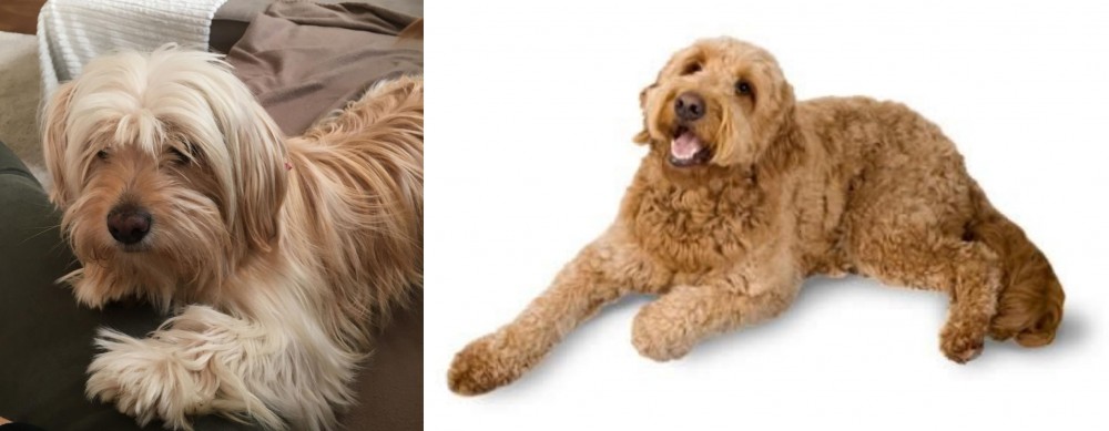 Golden Doodle vs Cyprus Poodle - Breed Comparison