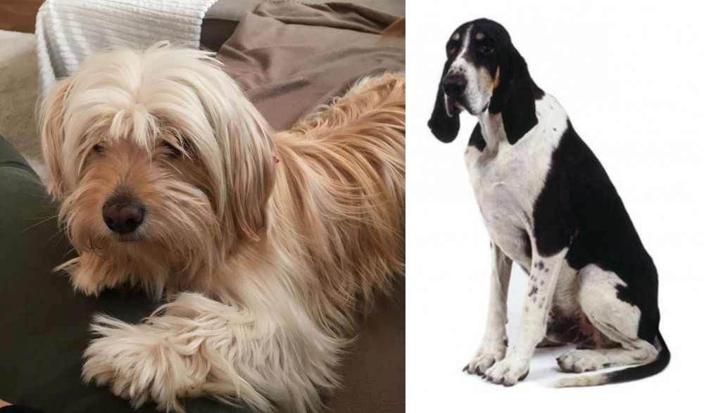 Grand Anglo-Francais Blanc et Noir vs Cyprus Poodle - Breed Comparison