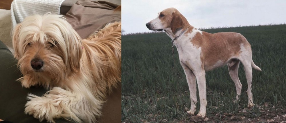 Grand Anglo-Francais Blanc et Orange vs Cyprus Poodle - Breed Comparison