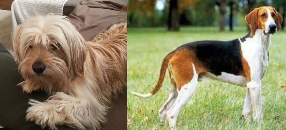 Grand Anglo-Francais Tricolore vs Cyprus Poodle - Breed Comparison