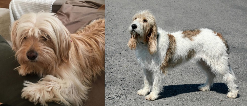 Grand Basset Griffon Vendeen vs Cyprus Poodle - Breed Comparison