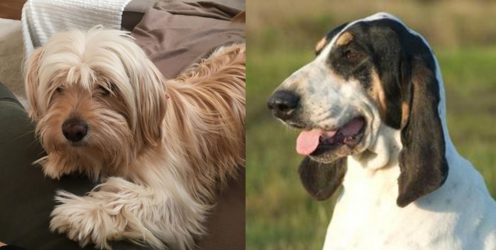 Grand Gascon Saintongeois vs Cyprus Poodle - Breed Comparison