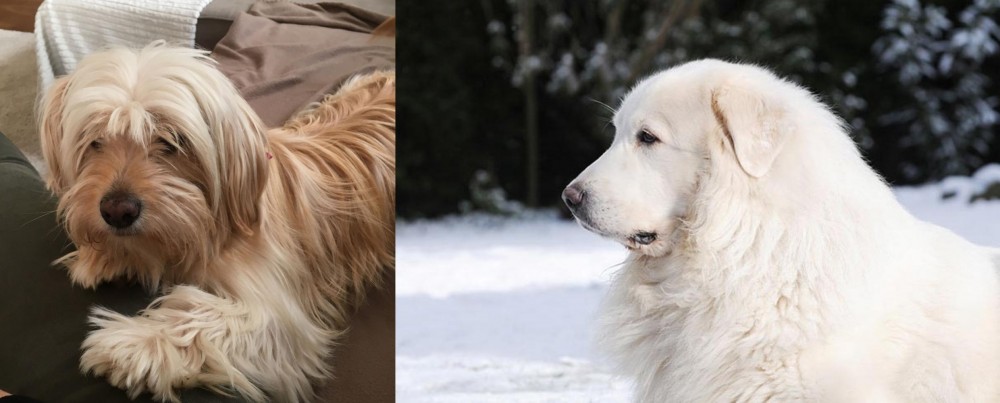 Great Pyrenees vs Cyprus Poodle - Breed Comparison
