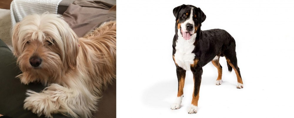 Greater Swiss Mountain Dog vs Cyprus Poodle - Breed Comparison