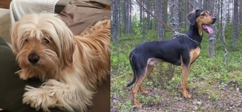 Greek Harehound vs Cyprus Poodle - Breed Comparison