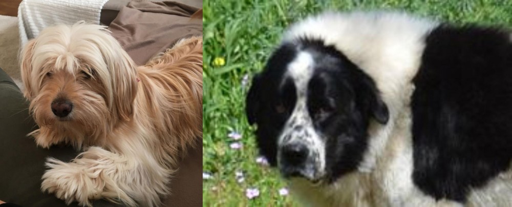 Greek Sheepdog vs Cyprus Poodle - Breed Comparison