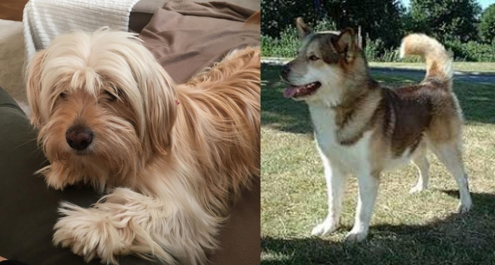 Greenland Dog vs Cyprus Poodle - Breed Comparison
