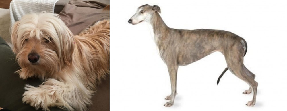Greyhound vs Cyprus Poodle - Breed Comparison