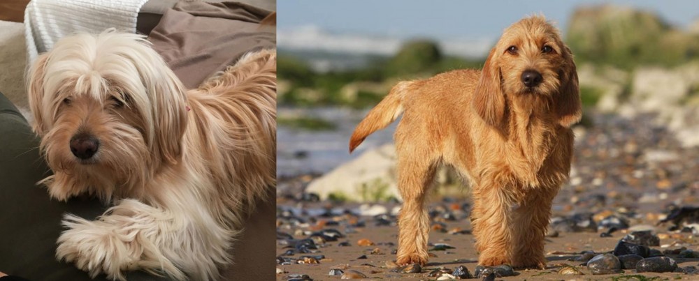 Griffon Fauve de Bretagne vs Cyprus Poodle - Breed Comparison