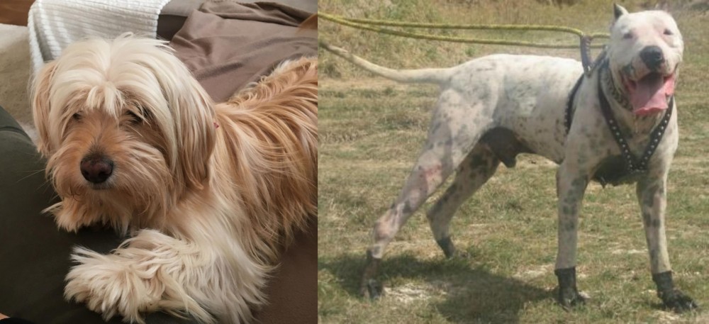 Gull Dong vs Cyprus Poodle - Breed Comparison