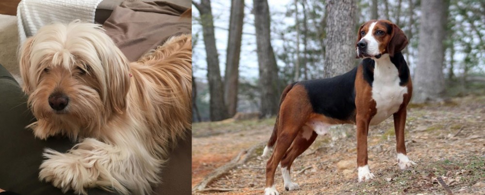 Hamiltonstovare vs Cyprus Poodle - Breed Comparison
