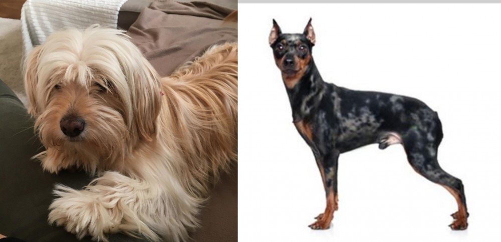 Harlequin Pinscher vs Cyprus Poodle - Breed Comparison