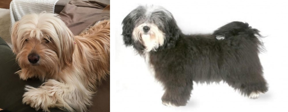 Havanese vs Cyprus Poodle - Breed Comparison
